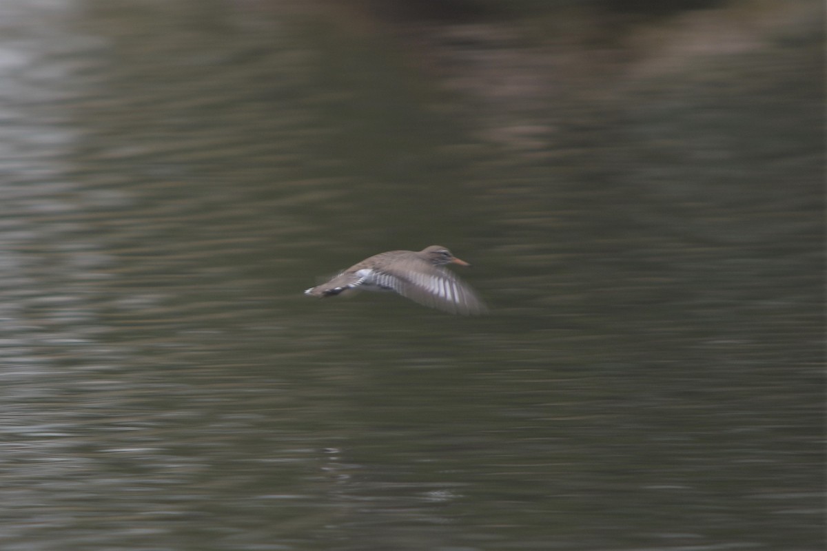 Spotted Sandpiper - Ben Kaake