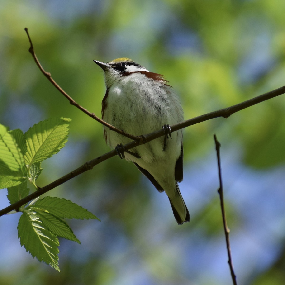 Chestnut-sided Warbler - ML234684821