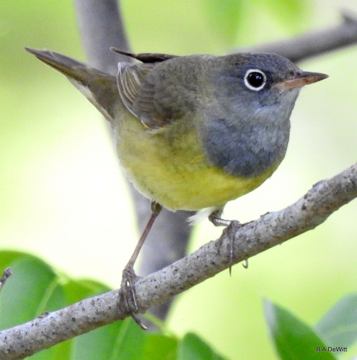 Connecticut Warbler - ML234685401