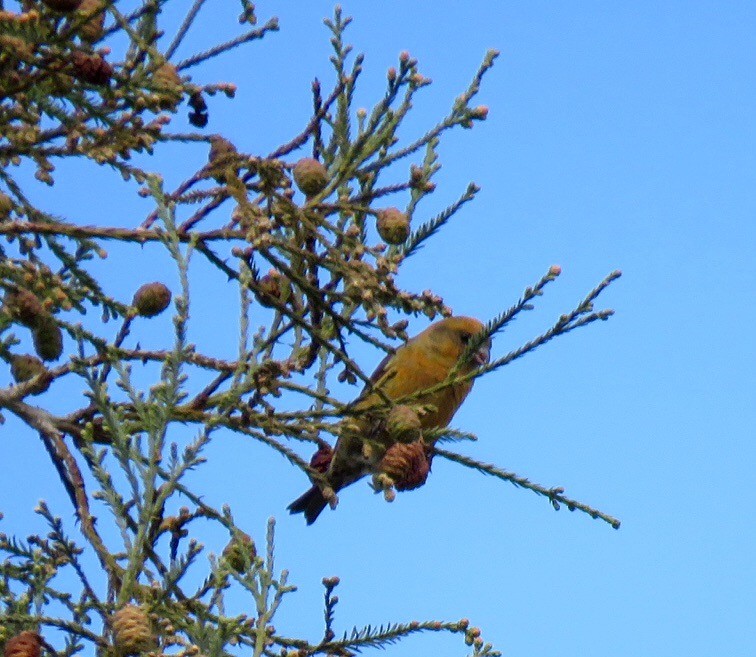 Red Crossbill - ML23468551