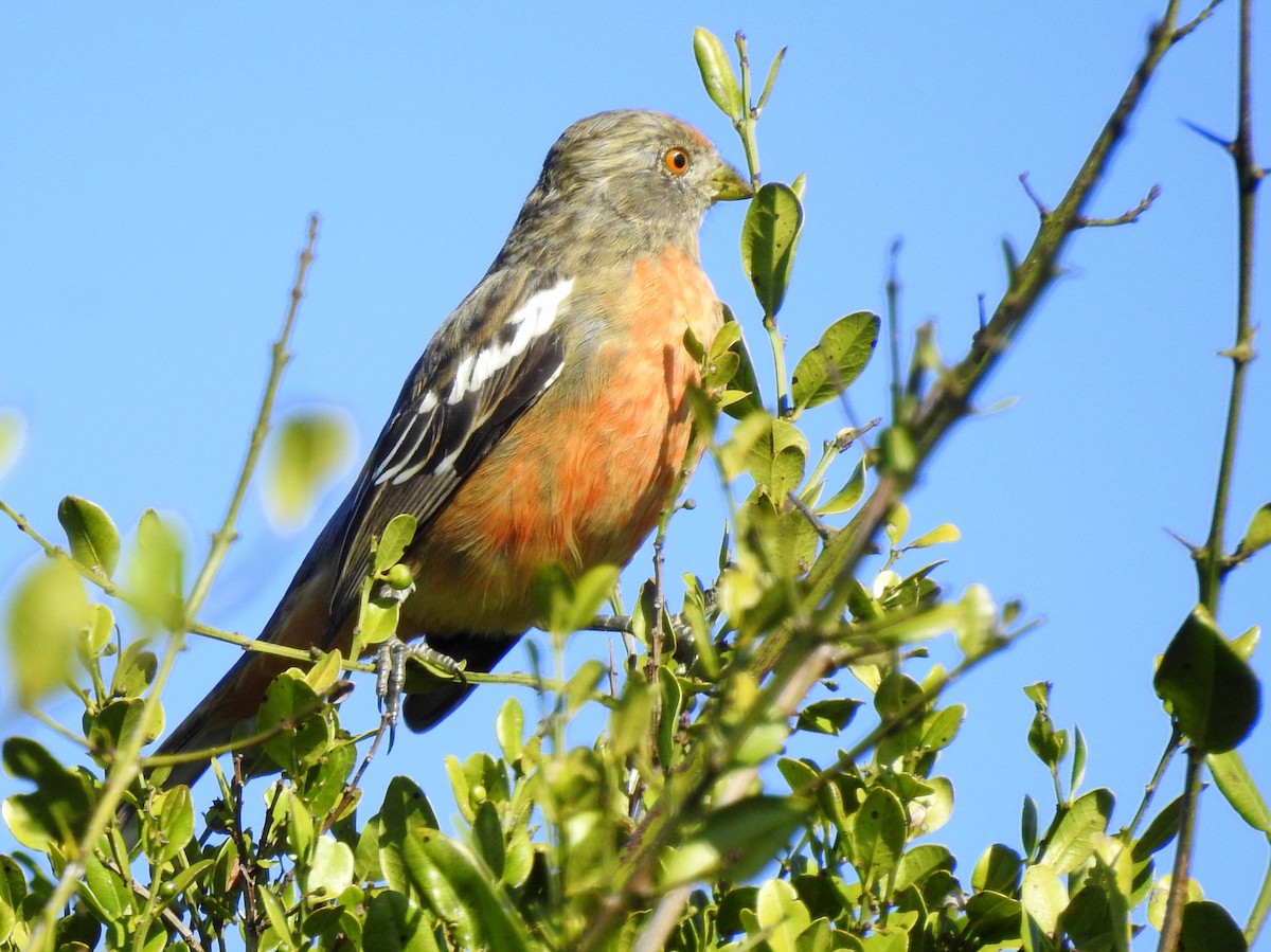 White-tipped Plantcutter - Carlos Crocce