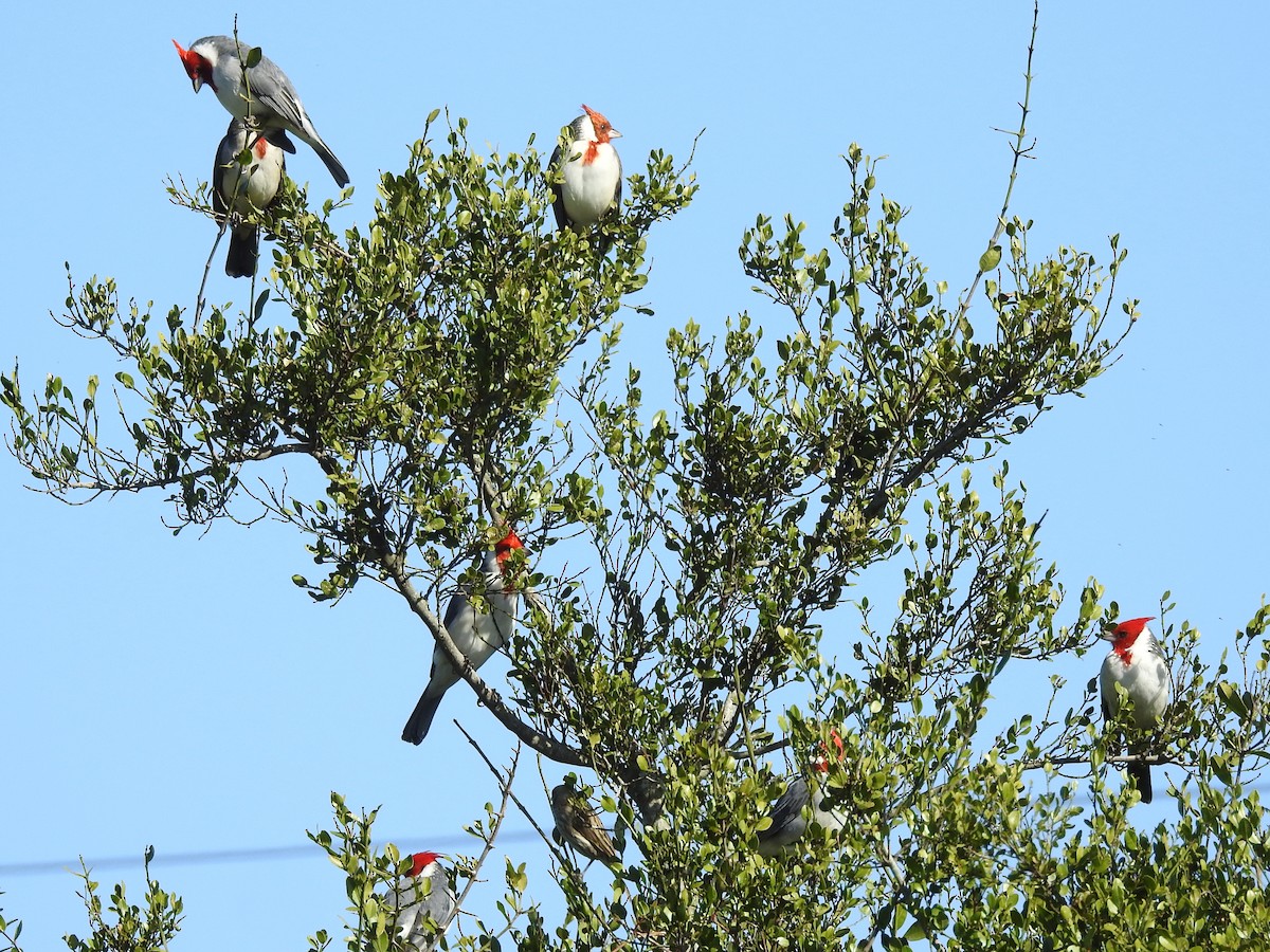 Red-crested Cardinal - ML234686761