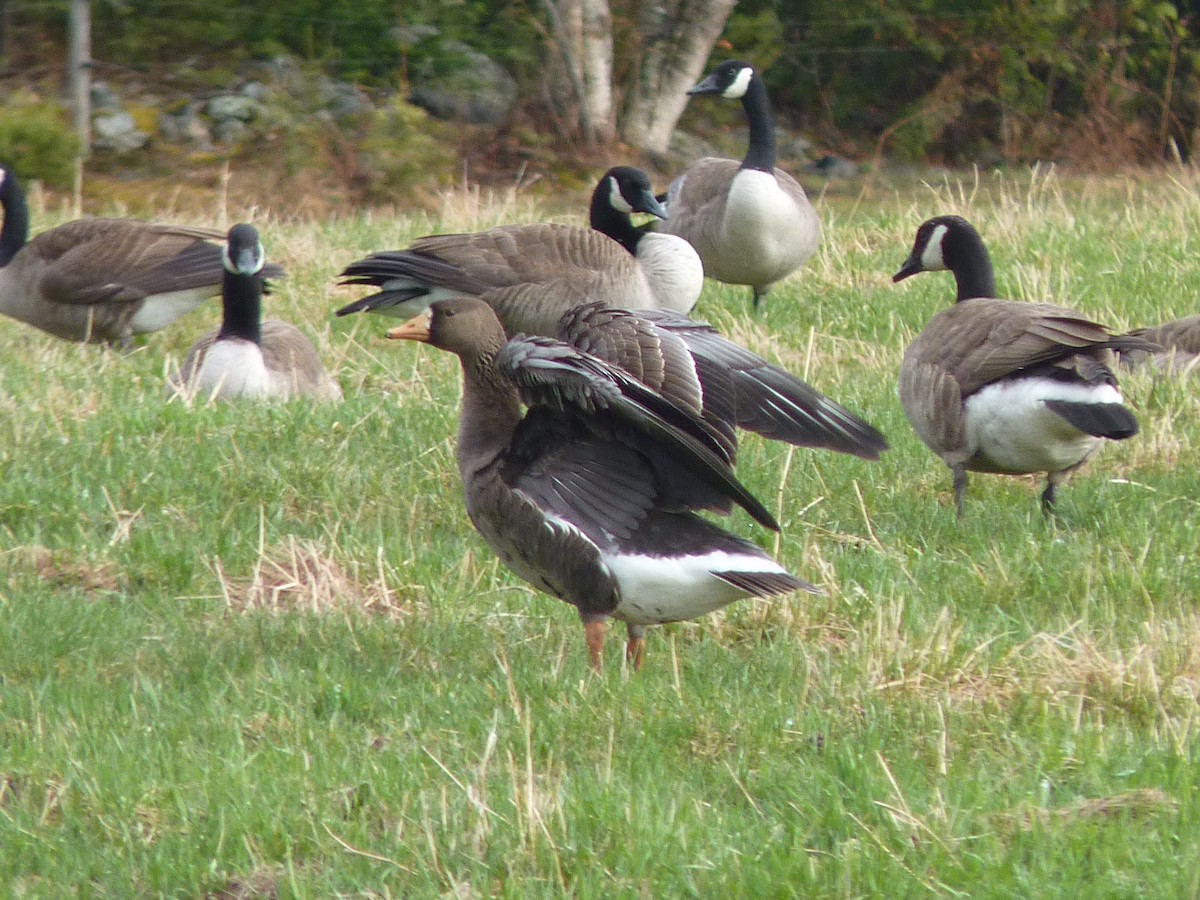 Greater White-fronted Goose - ML234686791