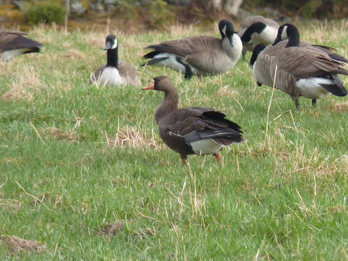 Greater White-fronted Goose - ML234686831