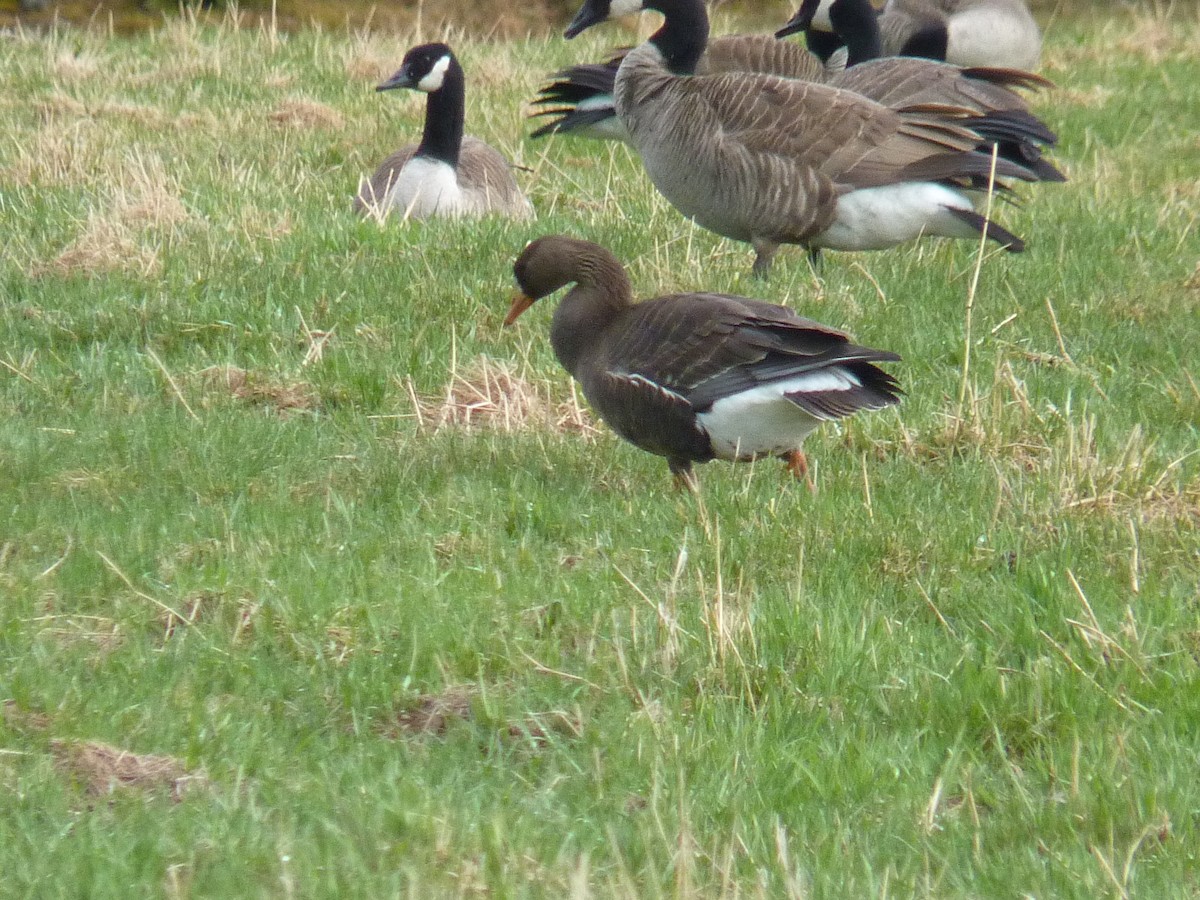 Greater White-fronted Goose - ML234686871