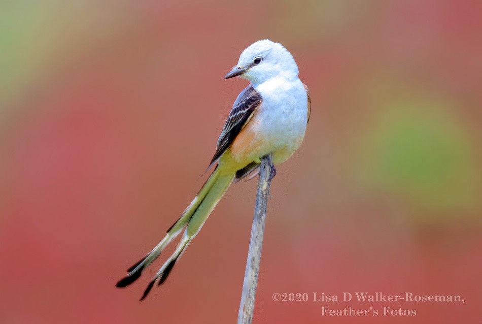 Scissor-tailed Flycatcher - Lisa Walker-Roseman