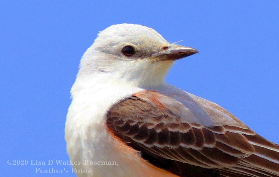 Scissor-tailed Flycatcher - Lisa Walker-Roseman