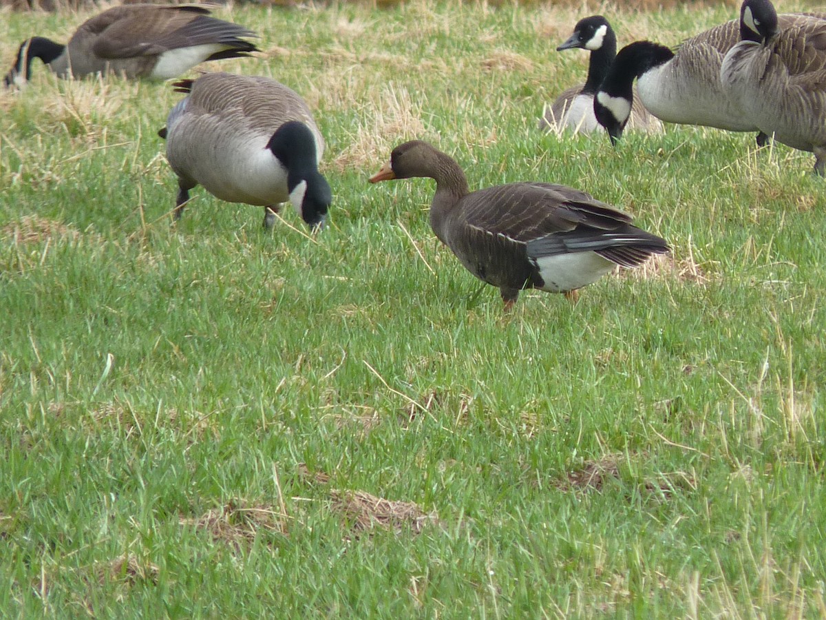 Greater White-fronted Goose - ML234687511