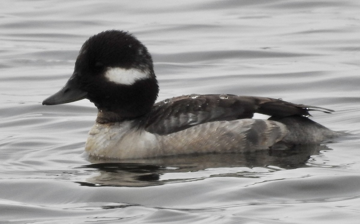 Bufflehead - Richard Lepage