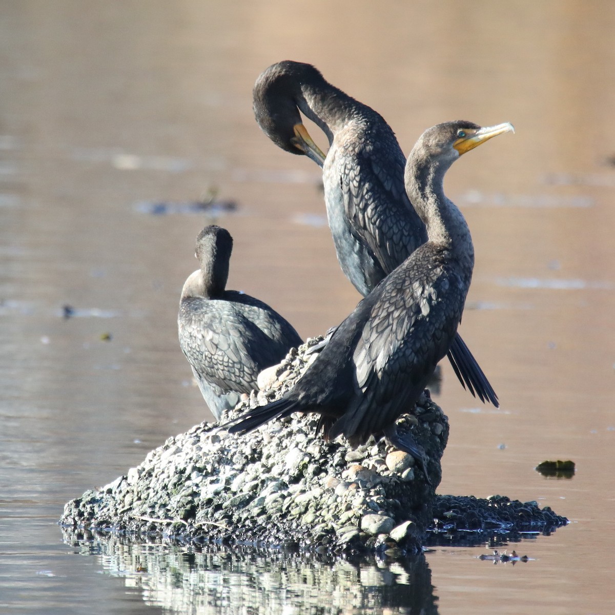 Double-crested Cormorant - Perry Owen