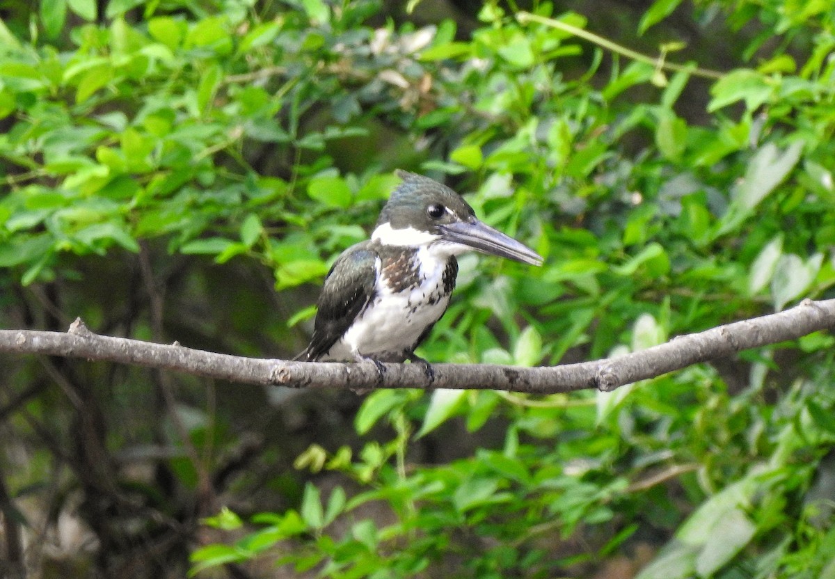 Martin-pêcheur d'Amazonie - ML234688681