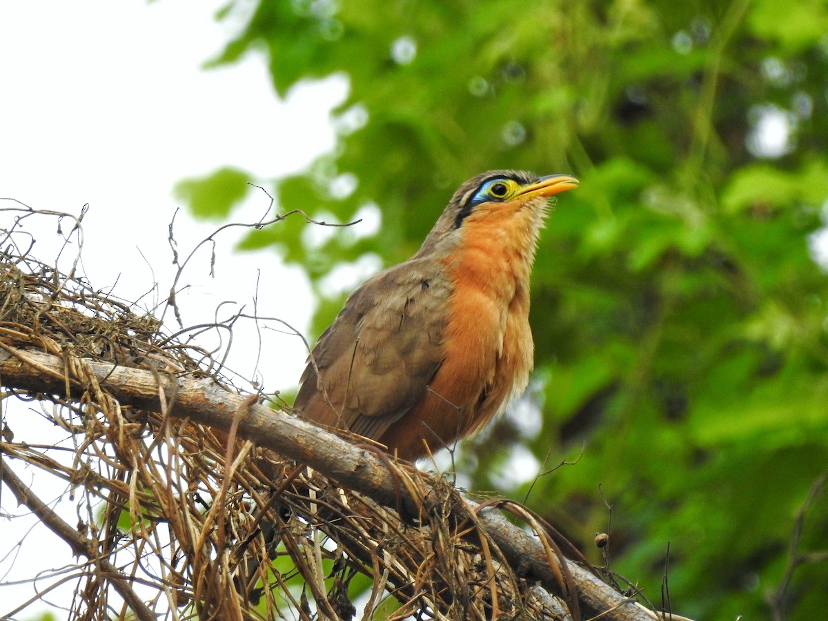 Lesser Ground-Cuckoo - ML234689161