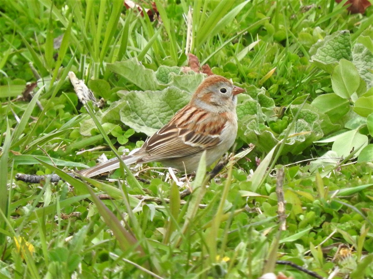Field Sparrow - ML234689371