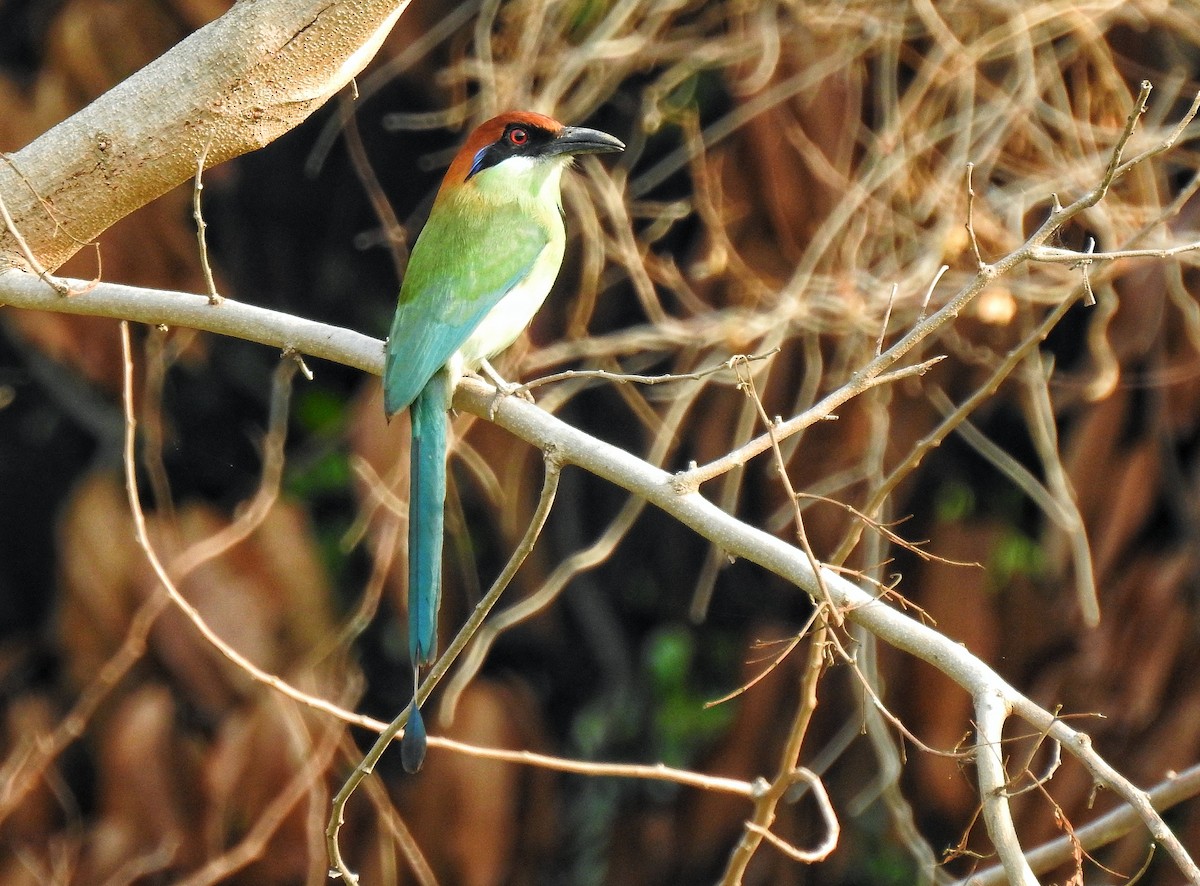 Russet-crowned Motmot - ML234689431