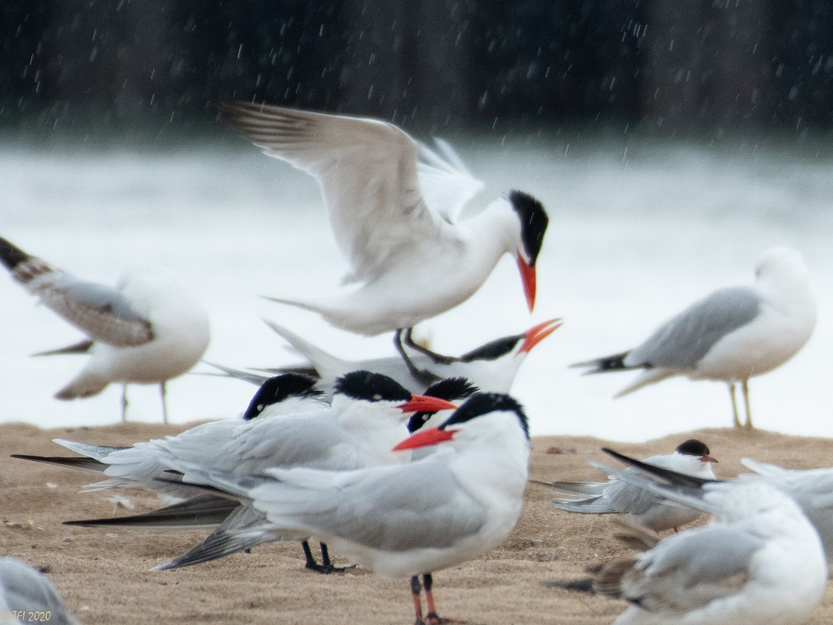 Caspian Tern - ML234690181