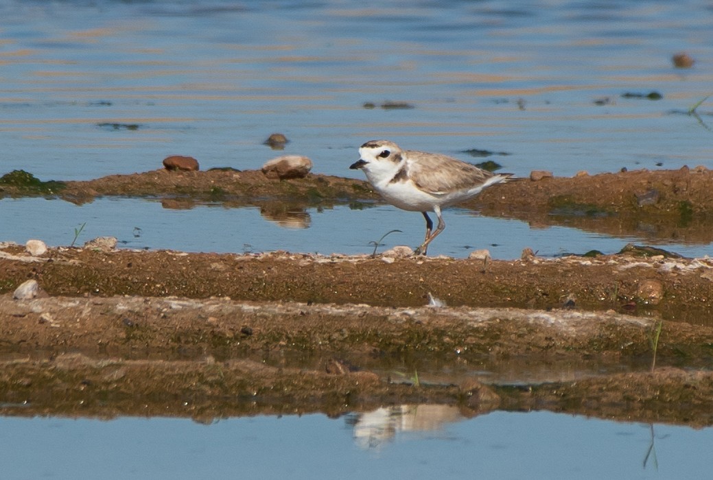 Snowy Plover - Mary McSparen