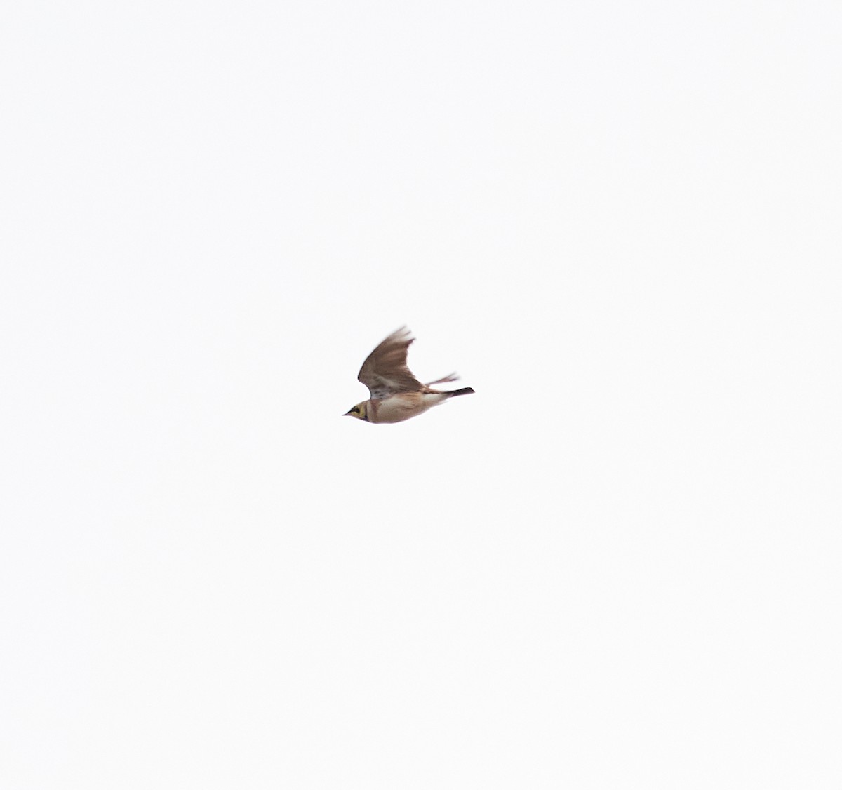 Horned Lark - Patrice St-Pierre