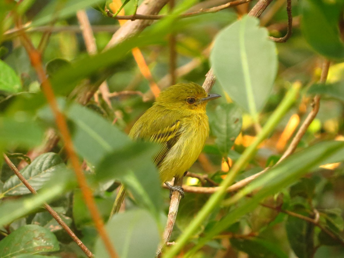 Tyranneau à poitrine jaune - ML234692801