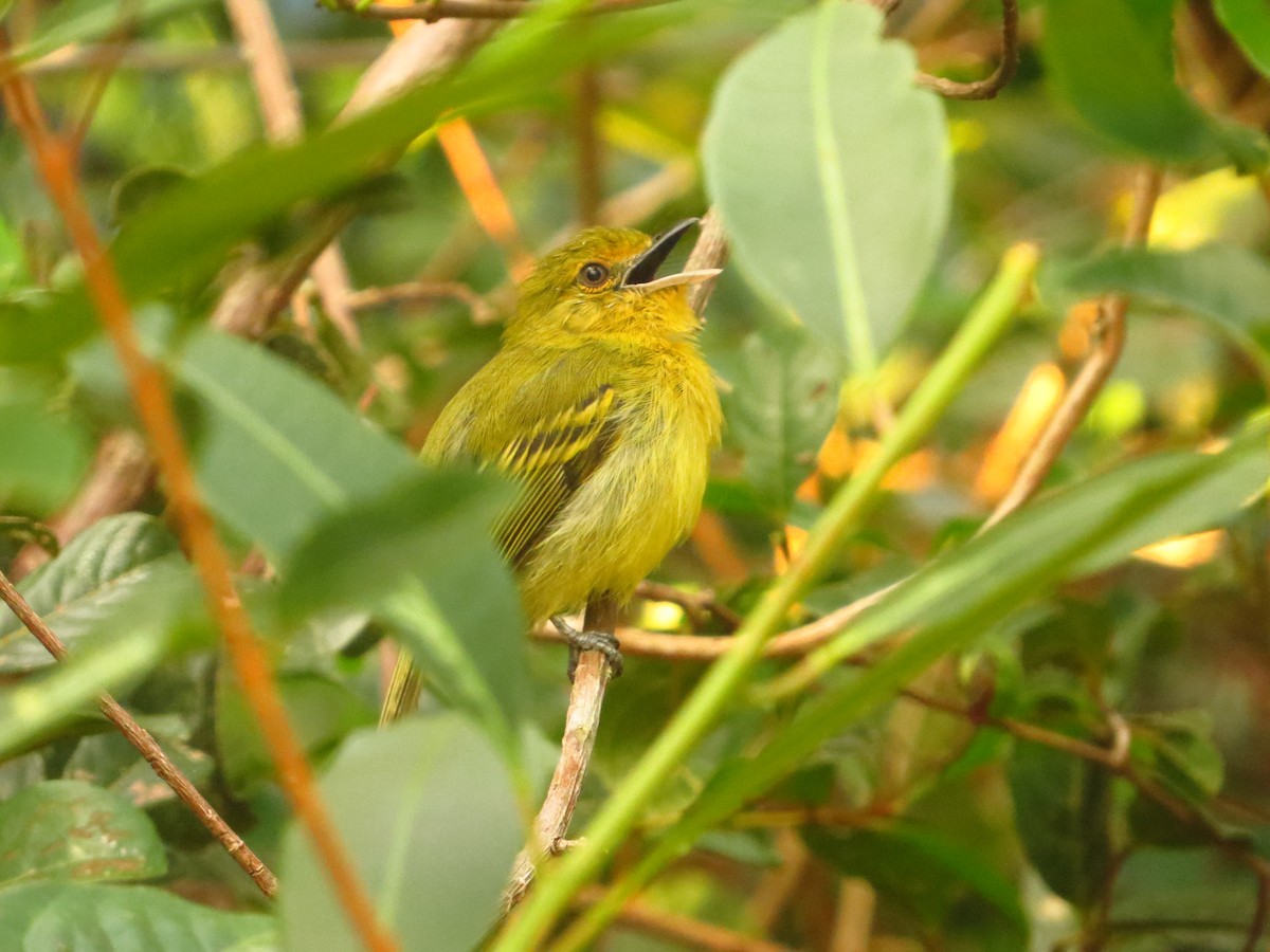 Ochre-lored Flatbill - Sebastián Pérez-Peña