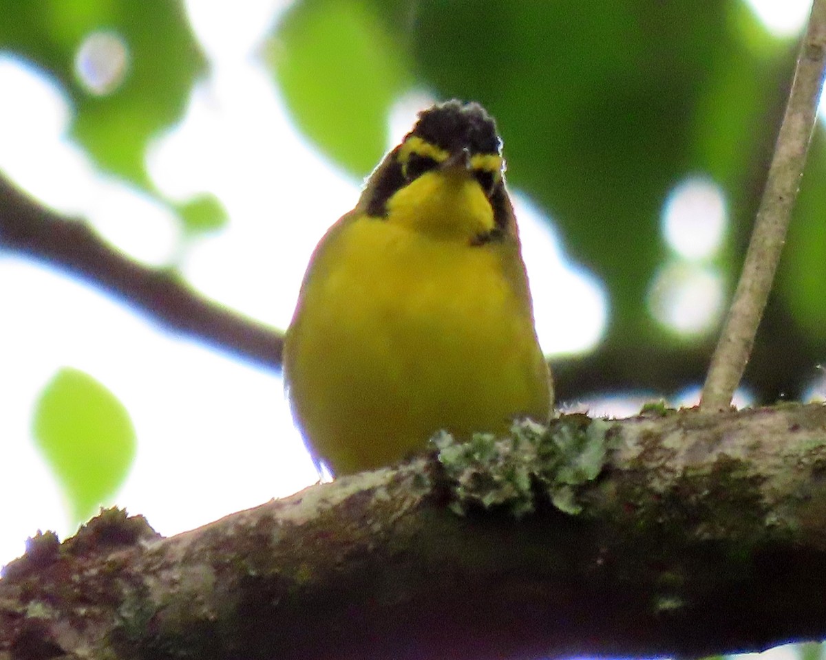 Kentucky Warbler - Karen Hogan