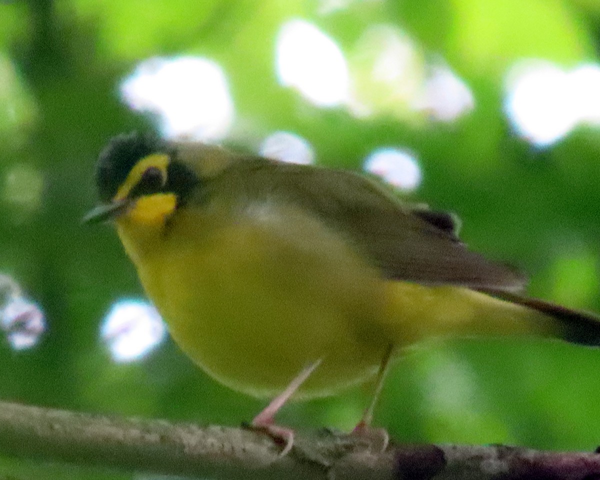 Kentucky Warbler - ML234693341