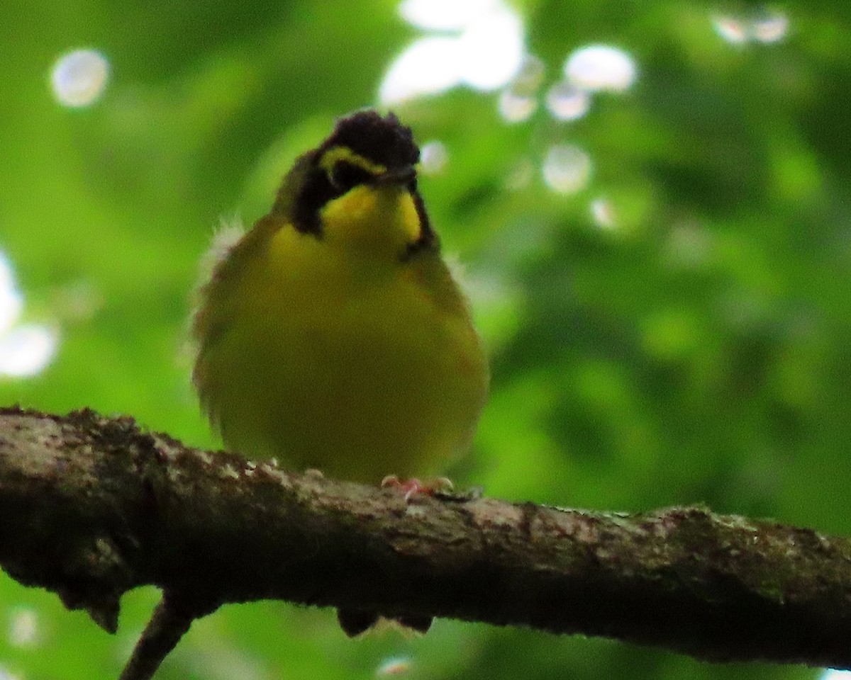 Kentucky Warbler - ML234693381