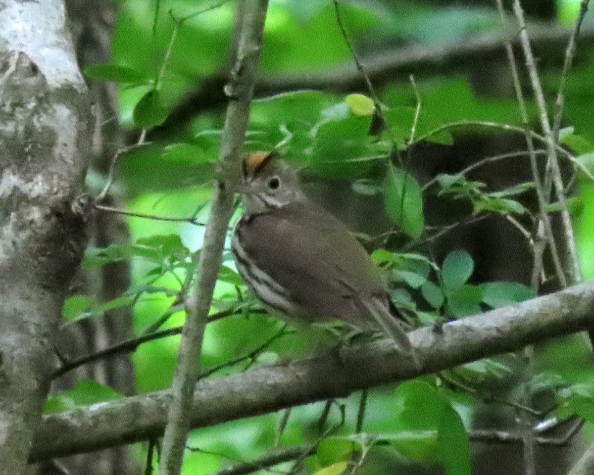 Ovenbird - ML234693411