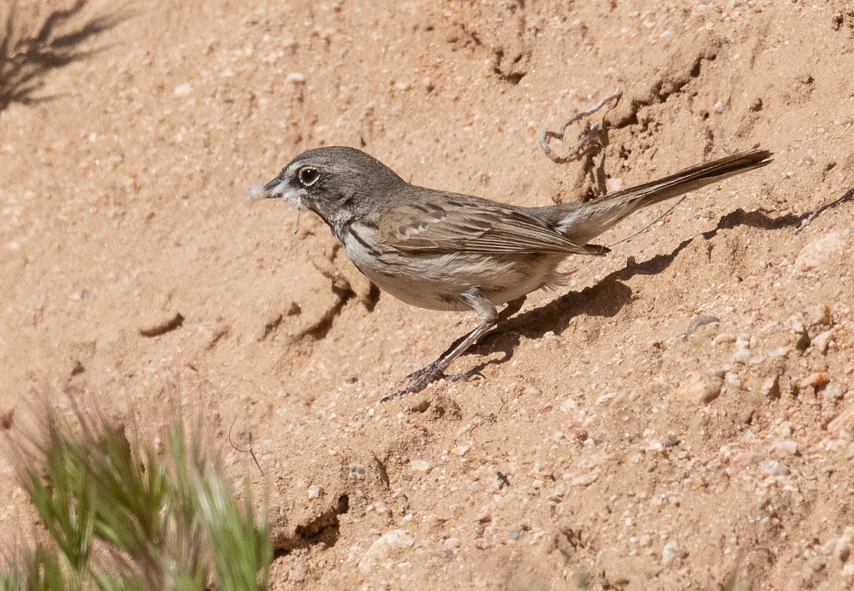 Bell's Sparrow - ML234694461