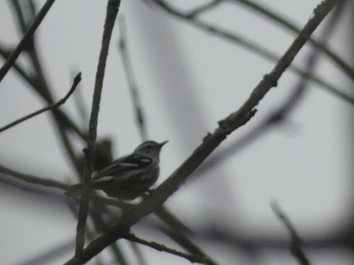Black-and-white Warbler - ML234694631