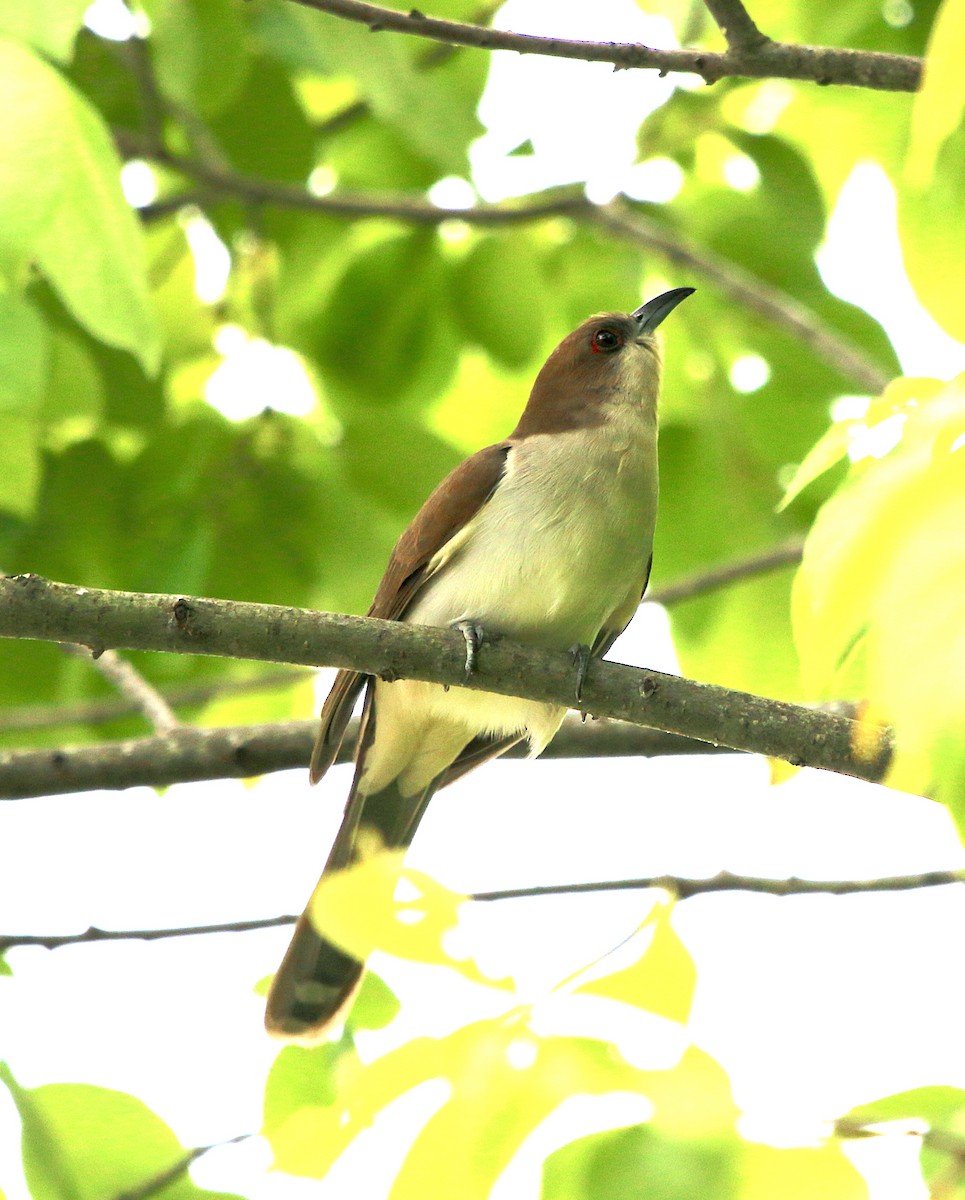 Black-billed Cuckoo - ML234694851