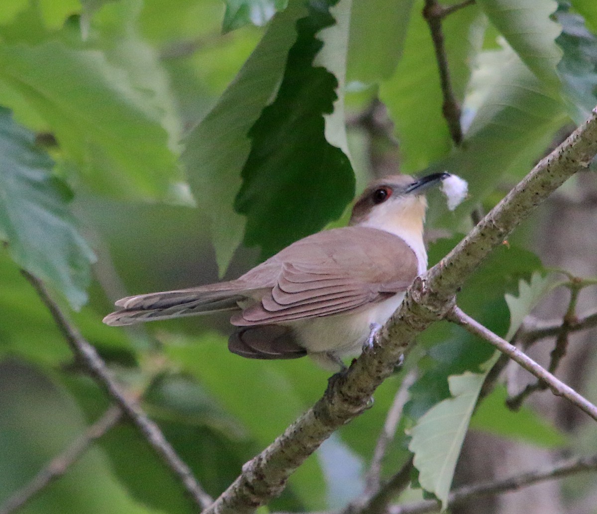 Black-billed Cuckoo - ML234694871