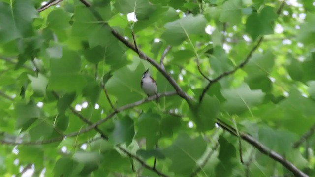 Chestnut-sided Warbler - ML234694901