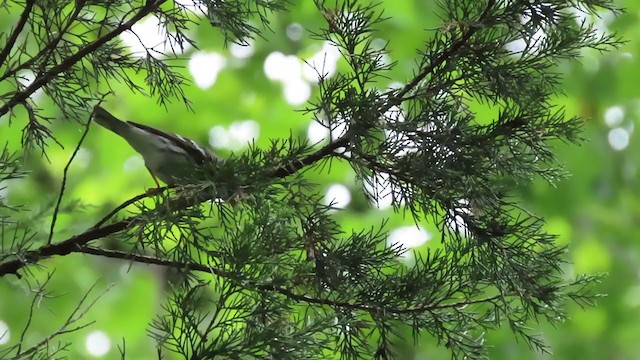 Blackpoll Warbler - ML234695141