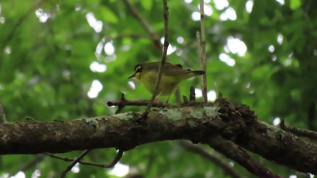 Kentucky Warbler - ML234695591