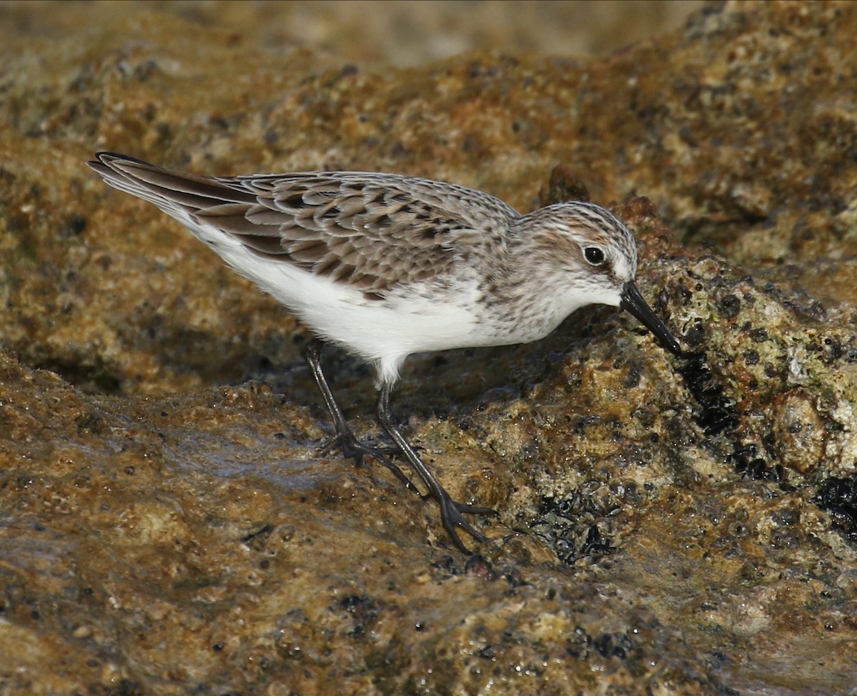 Semipalmated Sandpiper - Richard Brewer