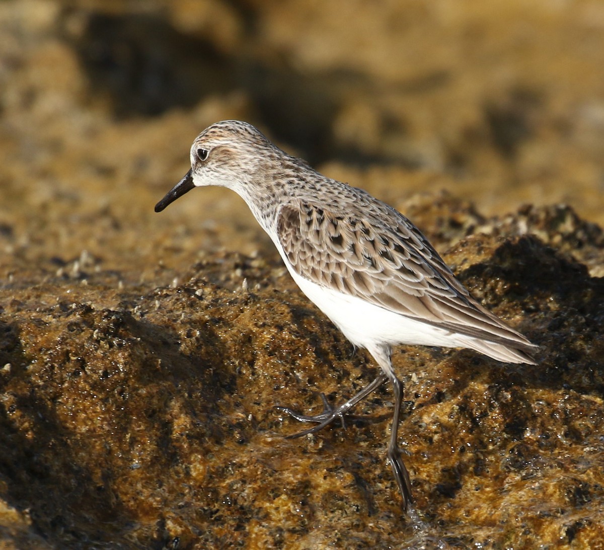 Semipalmated Sandpiper - ML234696451