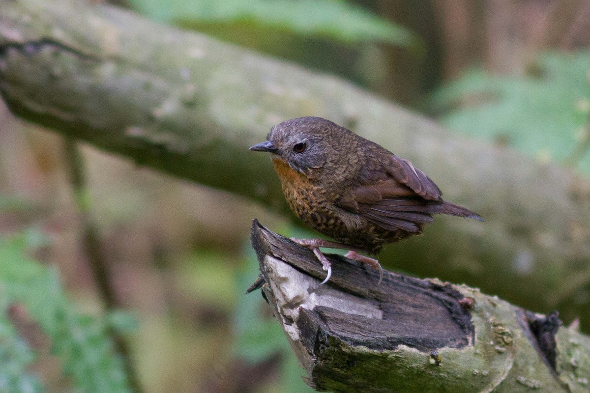 Rufous-throated Wren-Babbler - ML234699561