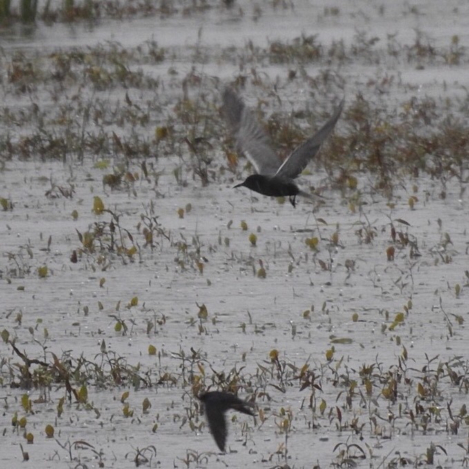 Black Tern - Susan Kirkbride