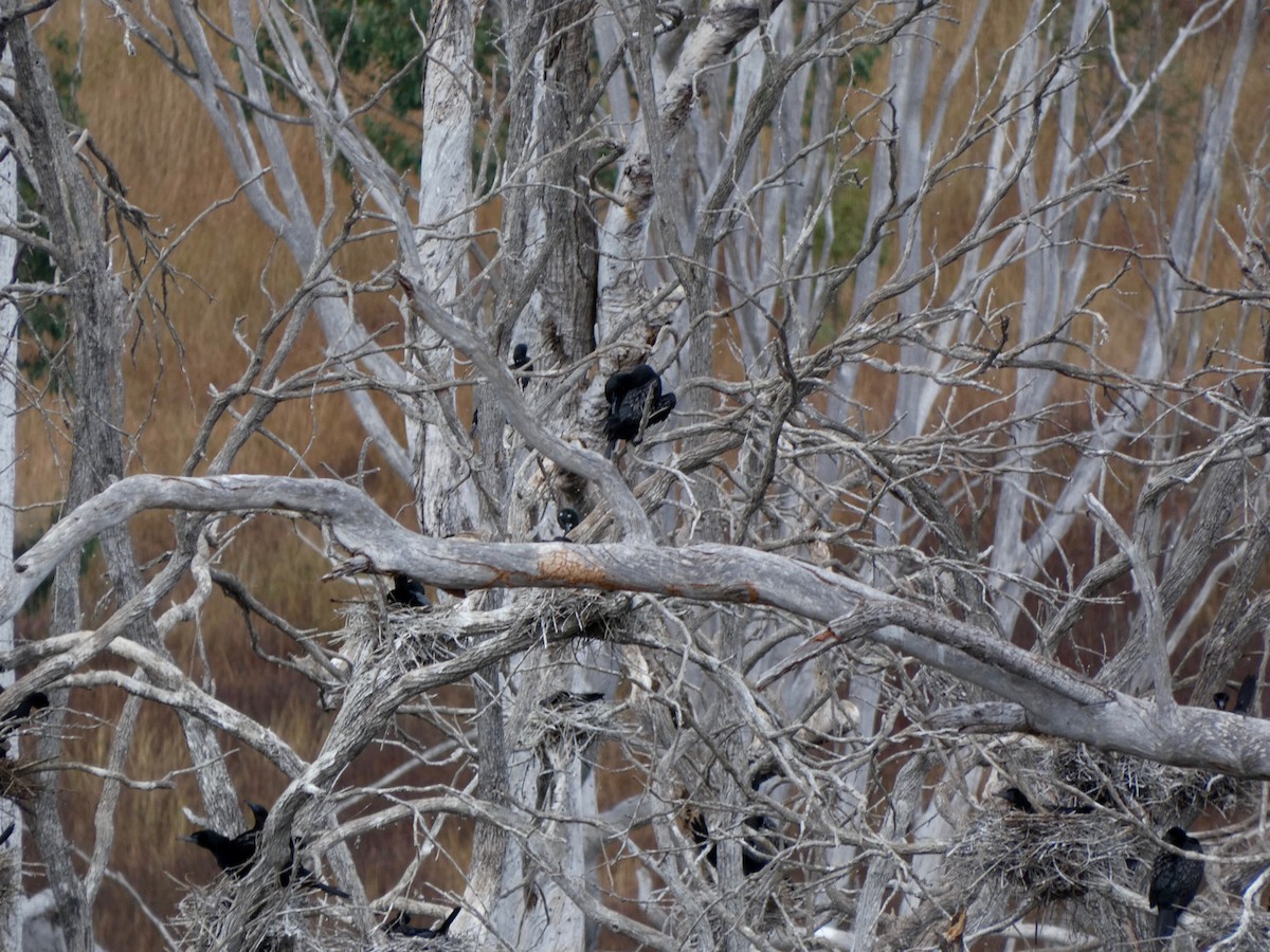 Little Black Cormorant - ML234703911