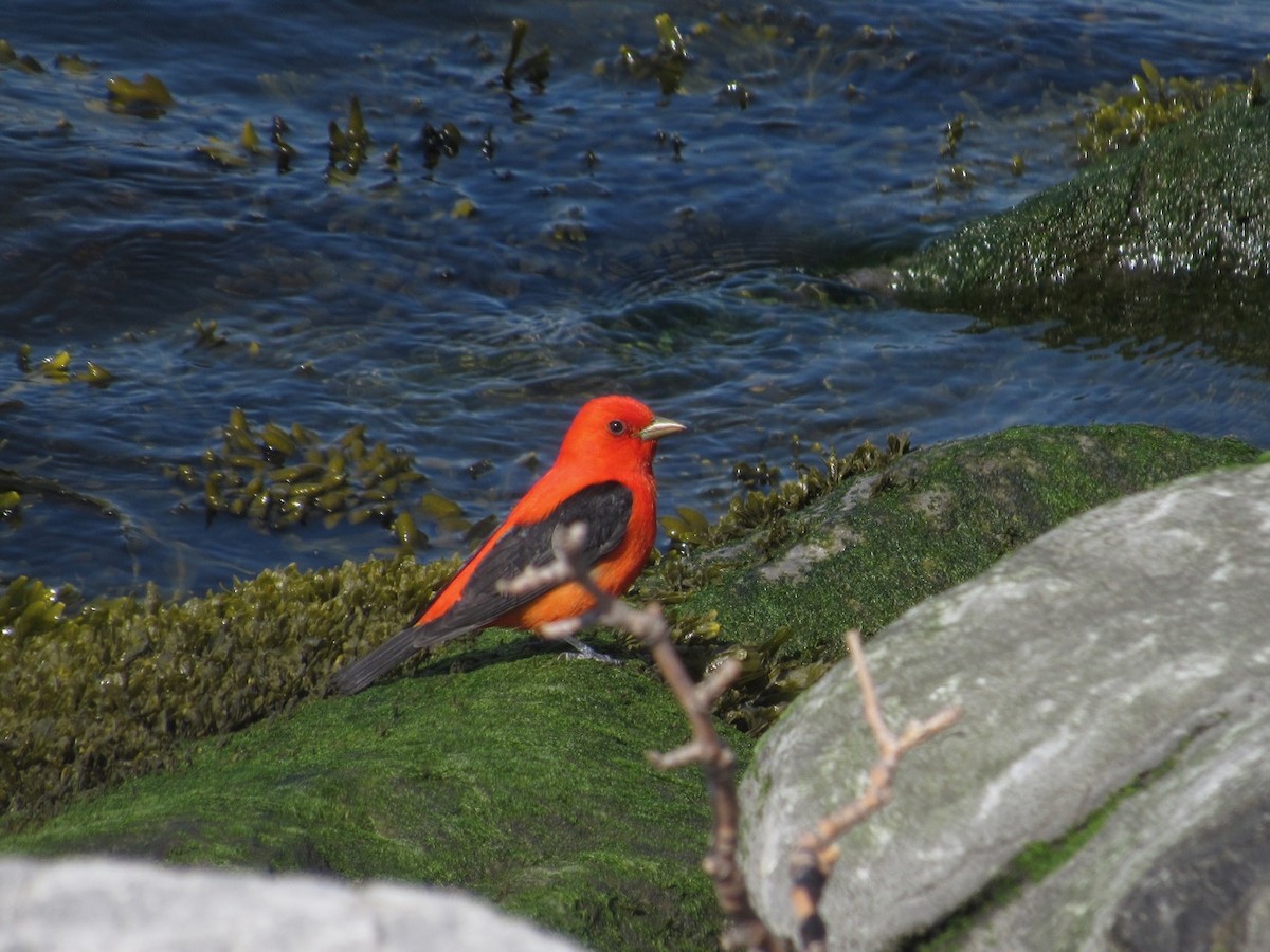 Scarlet Tanager - ML234704331