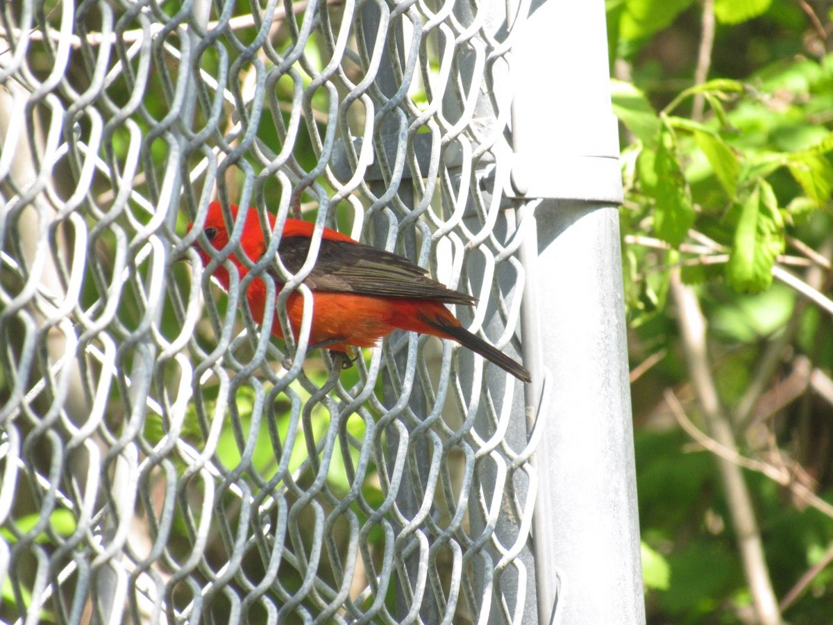 Scarlet Tanager - ML234704381