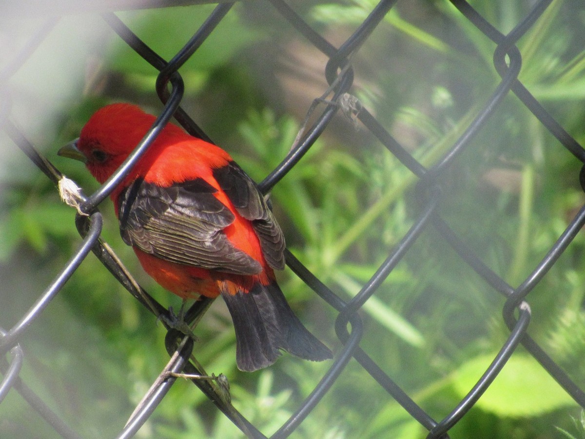 Scarlet Tanager - ML234705091