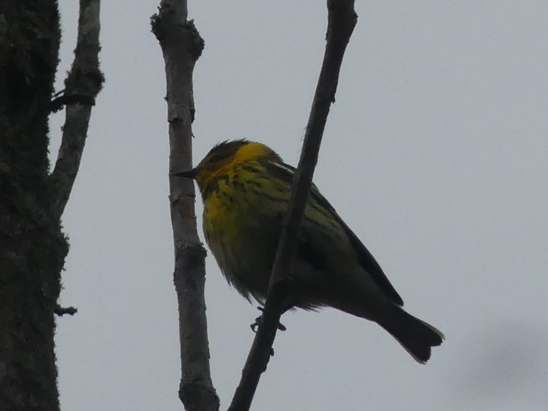 Cape May Warbler - ML234705881