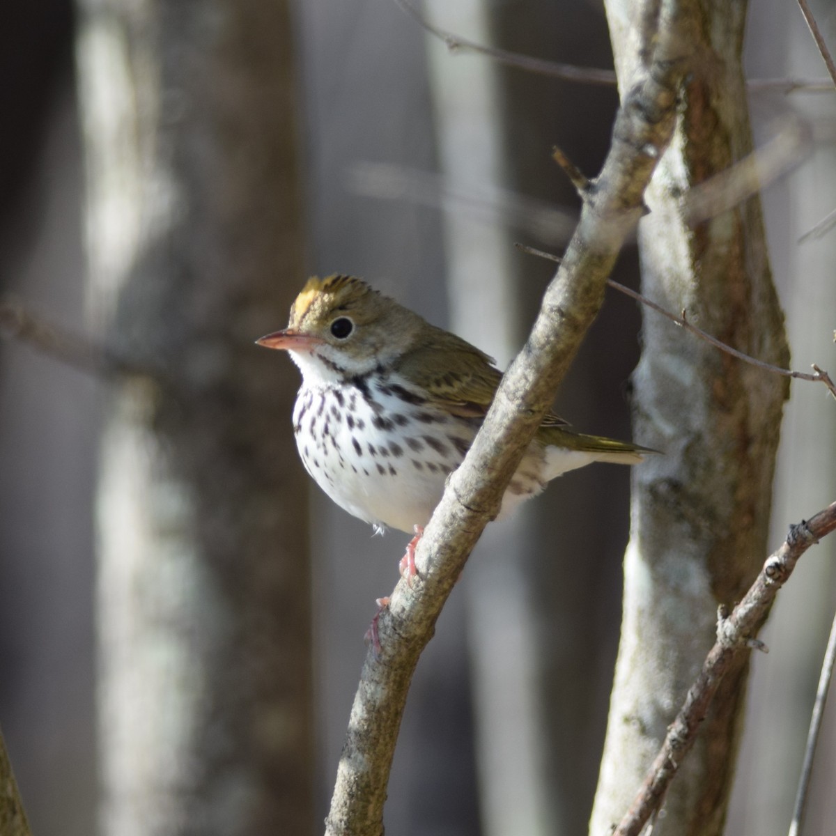 Ovenbird - ML234707971