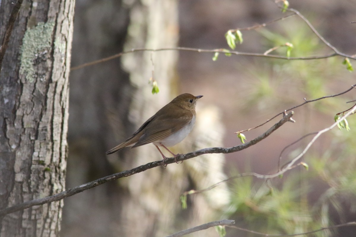 Veery - ML234708341