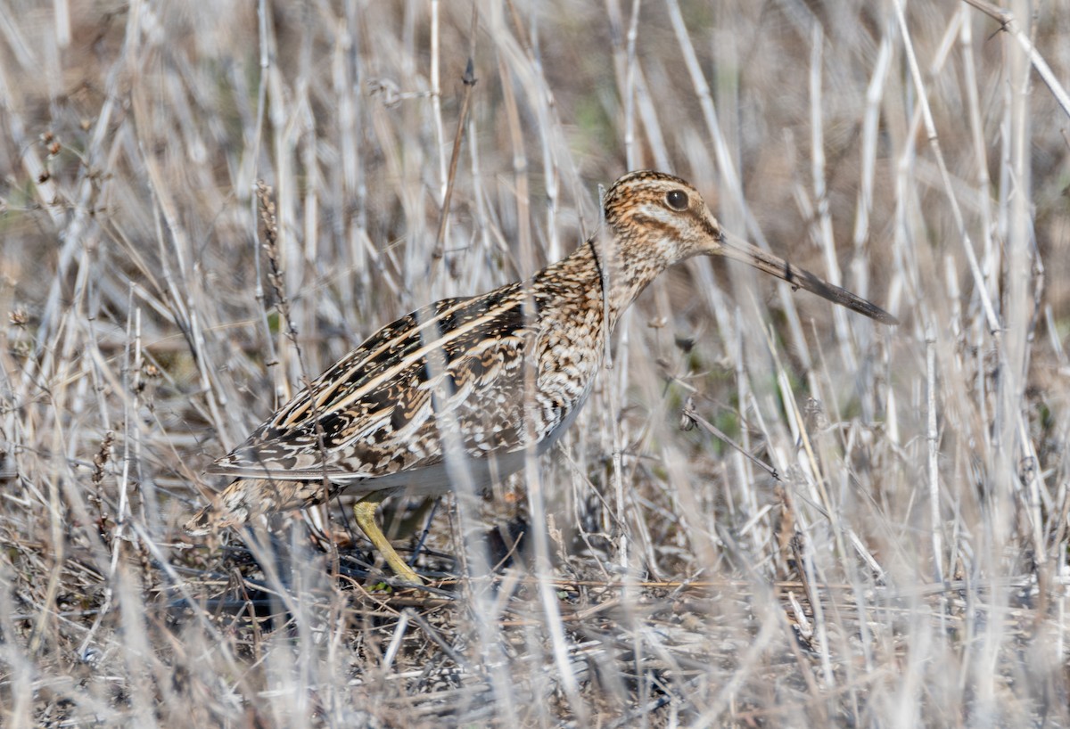Wilson's Snipe - ML234709051