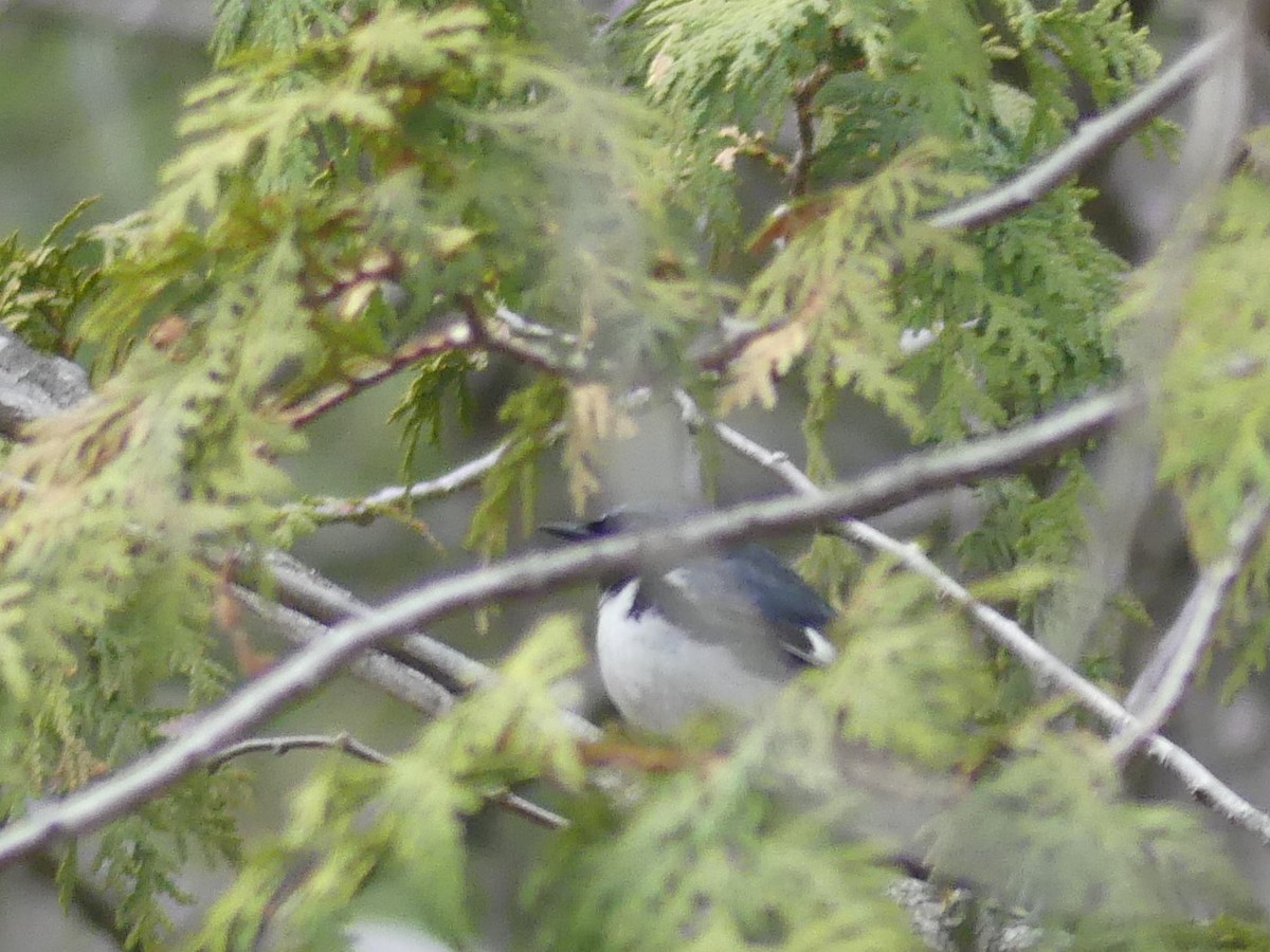 Black-throated Blue Warbler - ML234709241