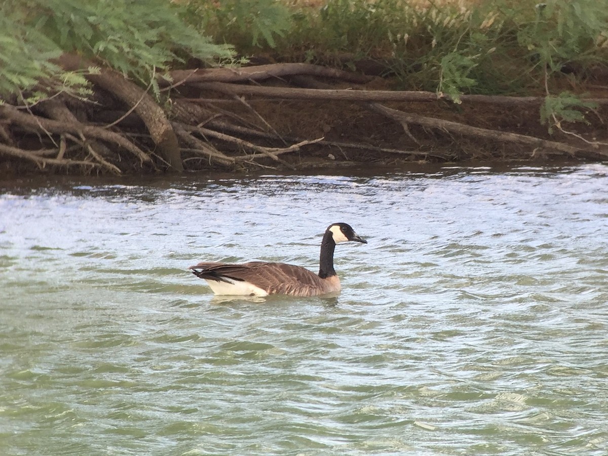 Канад галуу - ML234709511