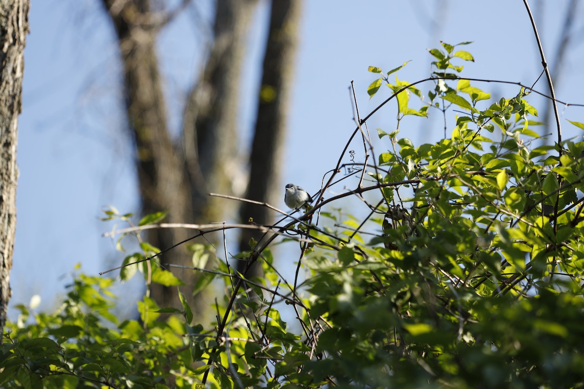 Blue-gray Gnatcatcher - ML234709681