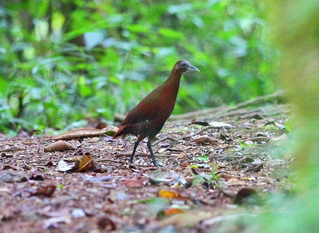 Madagascar Forest Rail - ML234710251